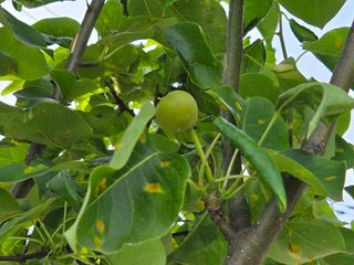 강호지인님의 기타작물 · 영농일지 작성글 사진