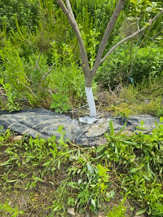 박해용(세건농장)님의 복숭아 · 영농일지 작성글 사진