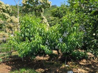 상촌농장 영가이버님의 자두 · 영농일지 작성글 사진