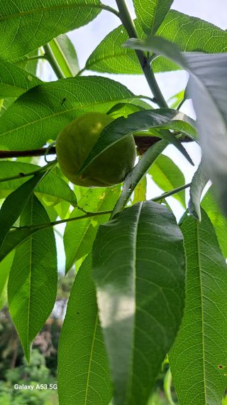 조연만님의 포도 · 영농일지 작성글 사진