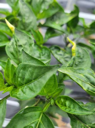 복숭아17066님의 고추 · 영농일지 작성글 사진