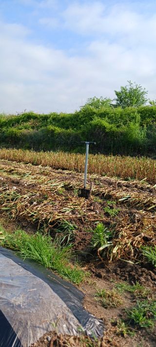 김 연님의 기타작물 · 영농일지 작성글 사진