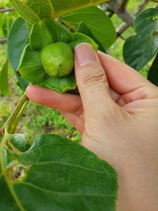 서선옥님의 감 · 영농일지 작성글 사진