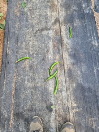 왕자농원님의 고추 · 영농일지 작성글 사진