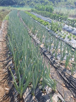 양파12861님의 고구마 · 영농일지 작성글 사진