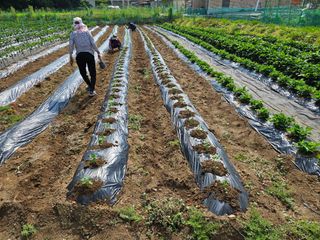 경달현님의 콩 · 영농일지 작성글 사진