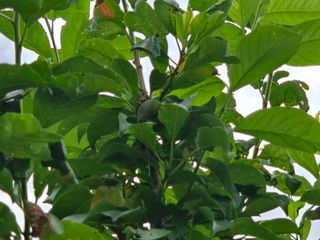 강호지인님의 기타작물 · 영농일지 작성글 사진