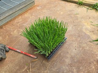 강호지인님의 기타작물 · 영농일지 작성글 사진