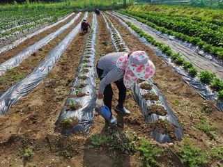 경달현님의 콩 · 영농일지 작성글 사진
