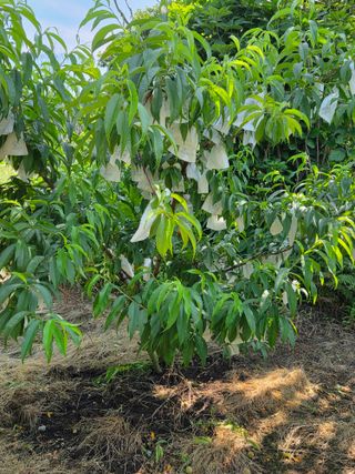 상촌농장 영가이버님의 자두 · 영농일지 작성글 사진