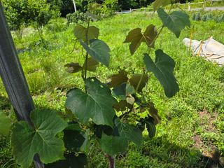 강호지인님의 기타작물 · 영농일지 작성글 사진