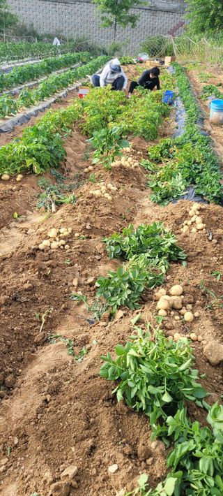 살구15128님의 감자 · 영농일지 작성글 사진