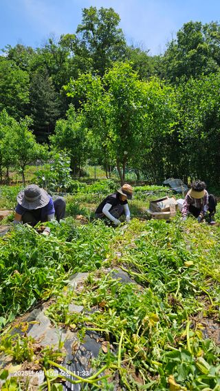 원감사님의 기타작물 · 영농일지 작성글 사진