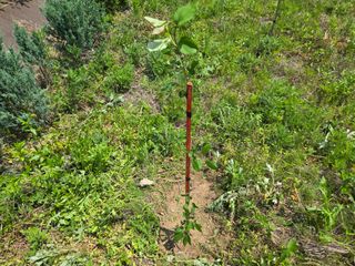 강호지인님의 기타작물 · 영농일지 작성글 사진