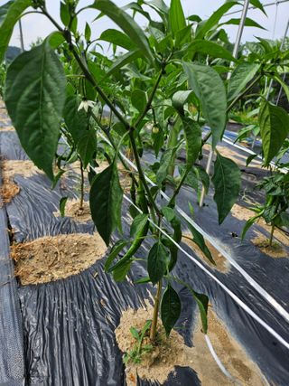 최용태님의 고추 · 영농일지 작성글 사진