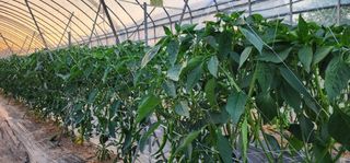 손봉규님의 기타작물 · 영농일지 작성글 사진