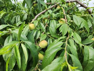 꿀복이농장님의 복숭아 · 자유게시판 작성글 사진