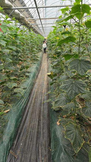 조영숙님의 오이 · 영농일지 작성글 사진