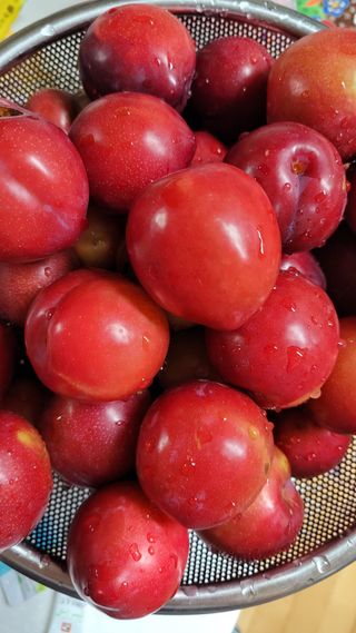 라일락님의 자두 · 영농일지 작성글 사진