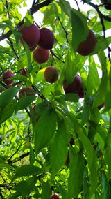 팜모닝 자두·영농일지 게시글 이미지