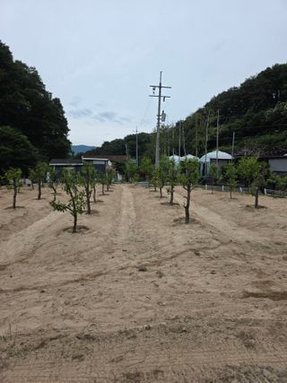 김용훈님의 기타작물 · 영농일지 작성글 사진