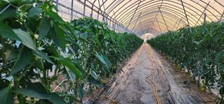 손봉규님의 기타작물 · 영농일지 작성글 사진