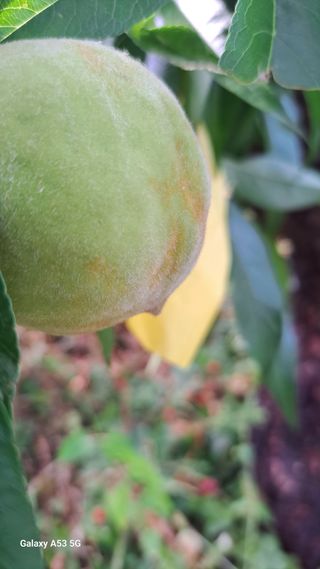 조연만님의 포도 · 영농일지 작성글 사진