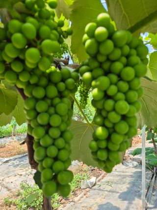 가인 5362님의 포도 · 영농일지 작성글 사진