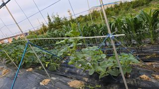 박해용(세건농장)님의 호박 · 영농일지 작성글 사진