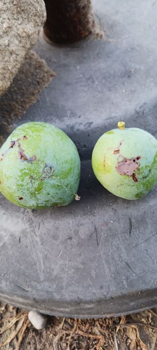 김 연님의 기타작물 · 영농일지 작성글 사진