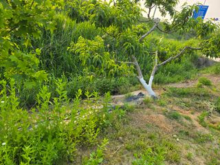 박해용(세건농장)님의 복숭아 · 영농일지 작성글 사진