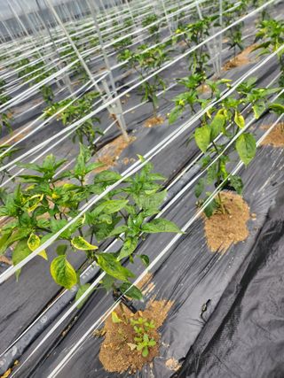 복숭아17066님의 고추 · 영농일지 작성글 사진