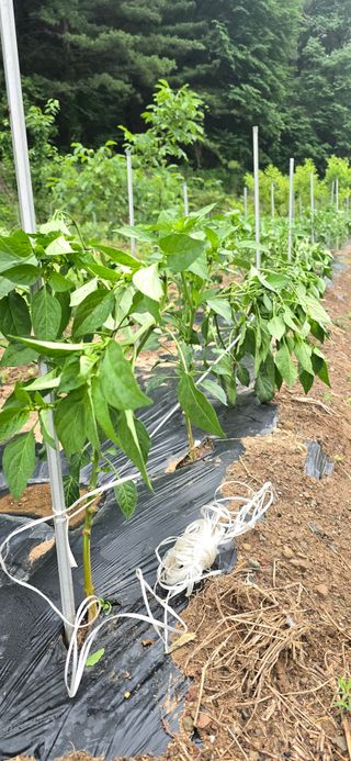 돌복숭아님의 기타작물 · 영농일지 작성글 사진