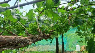 조연만님의 포도 · 영농일지 작성글 사진