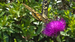 박해용(세건농장)님의 호박 · 영농일지 작성글 사진
