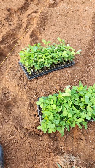 봉담고추님의 콩 · 영농일지 작성글 사진