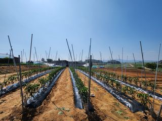 황미순님의 고추 · 영농일지 작성글 사진