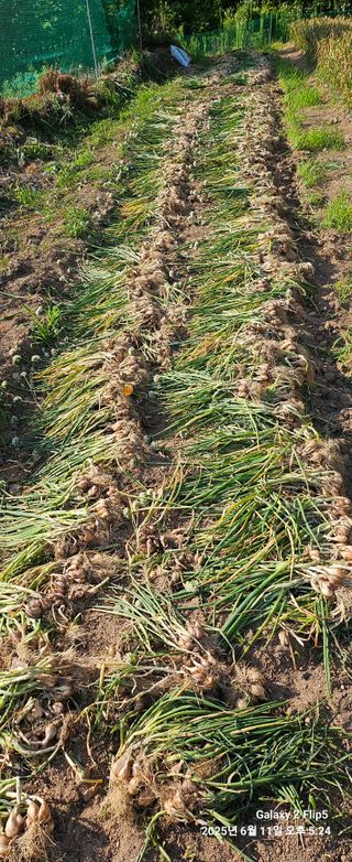 장두원님의 기타작물 · 영농일지 작성글 사진