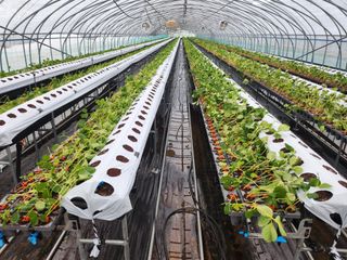 님의 딸기 · 영농일지 작성글 사진