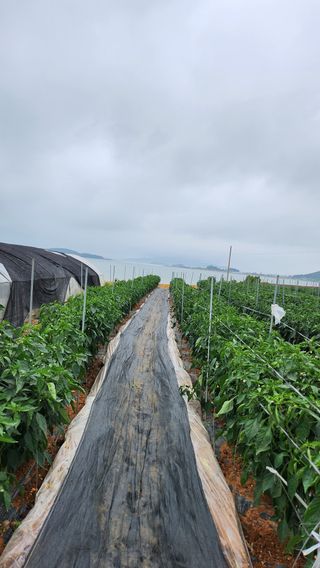 팜블리분매리농윈님의 고추 · 영농일지 작성글 사진