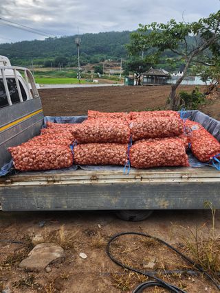 박정석님의 마늘 · 영농일지 작성글 사진