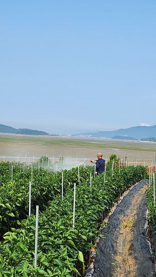 팜블리분매리농윈님의 고추 · 영농일지 작성글 사진