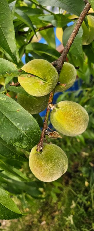 박민자 님의 복숭아 · 영농일지 작성글 사진