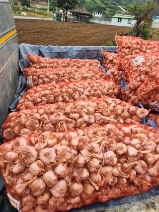 박정석님의 마늘 · 영농일지 작성글 사진