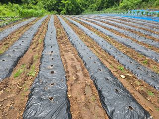 창공솔개님의 콩 · 영농일지 작성글 사진