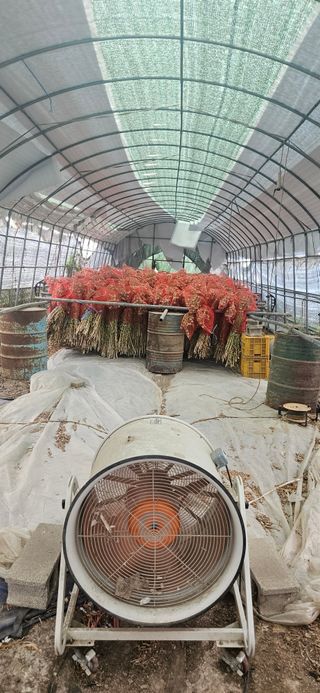 구춘봉님의 마늘 · 영농일지 작성글 사진