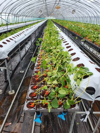 님의 딸기 · 영농일지 작성글 사진