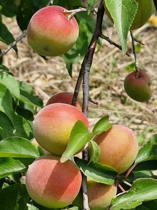 매실향기차향기님의 기타작물 · 영농일지 작성글 사진