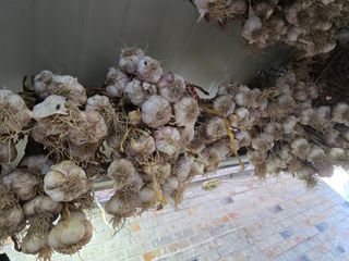 노아님의 마늘 · 영농일지 작성글 사진