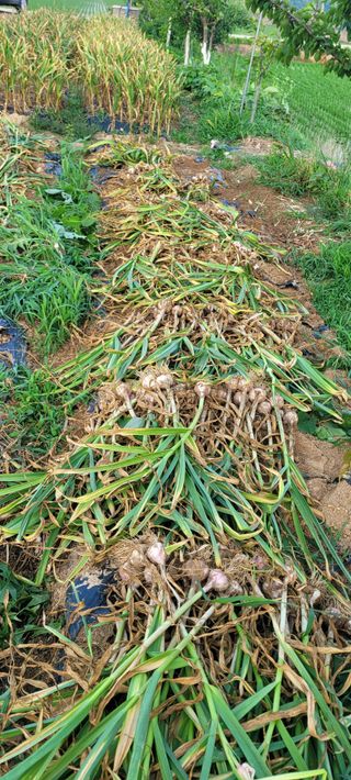 살구15128님의 마늘 · 영농일지 작성글 사진